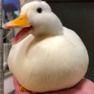 kwek